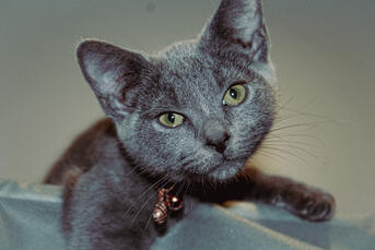 Russian Blue Russian Blue