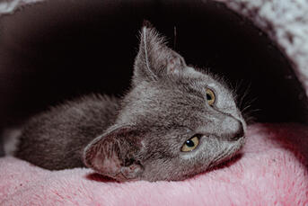 Russian Blue (Baby) Russian Blue (Baby)