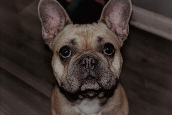 Frenchie (RIP) Frenchie (RIP)